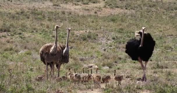 Strusie Struthio Camelus Mężczyzn Kobiety Pisklęta Idąc Przez Sawannę Park — Wideo stockowe