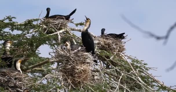Schilfkormoran Oder Langschwanzkormoran Phalacrocorax Africanus Nistet Auf Einer Baumkrone Naivasha — Stockvideo
