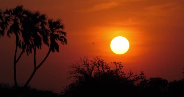 日落在萨凡纳 马赛马拉公园在肯尼亚 实时4K — 图库视频影像