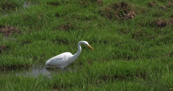 Great White Egret Egretta Alba Pesca Adulti Nella Palude Parco — Video Stock