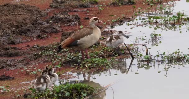 Αιγυπτιακή Gooses Alopochen Aegyptiacus Ενήλικας Και Χηνάκια Πραγματικό Χρόνο — Αρχείο Βίντεο