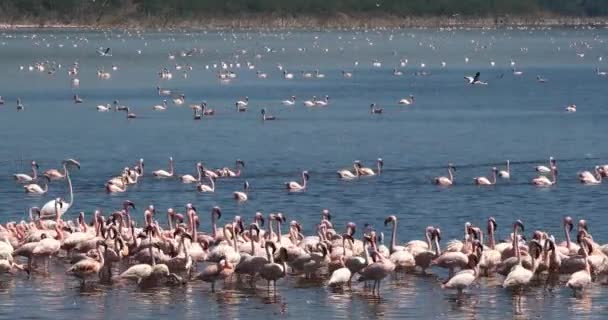 Kisebb Flamingók Phoenicopterus Kisebb Gyarmat Bogoria Kenya Valós Idejű — Stock videók