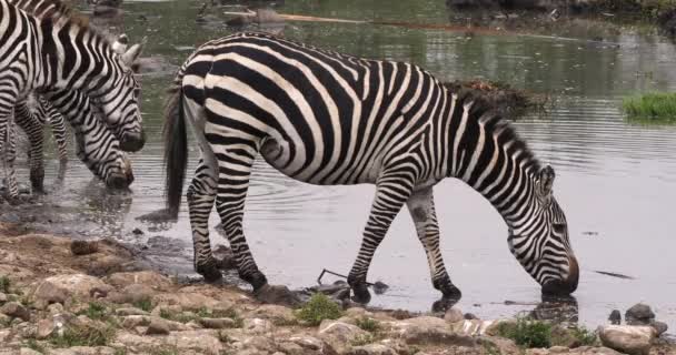 Zebra de Burchell, equus burchelli, adulto entrando na água, Masai Mara Park no Quênia, em tempo real — Vídeo de Stock
