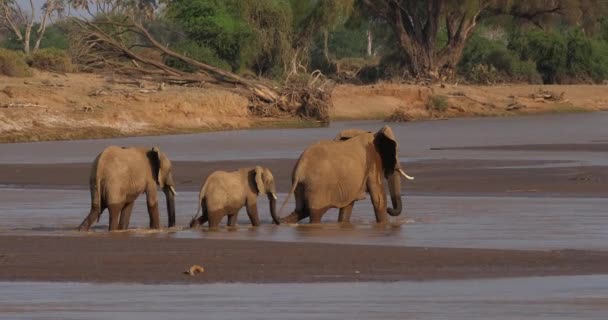 Nehir Kenya Gerçek Zamanlı Samburu Park Geçiş Afrika Filleri Loxodonta — Stok video