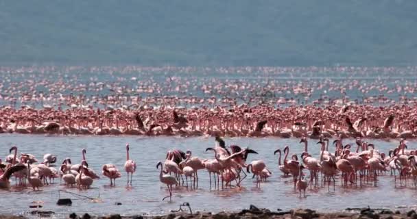 Flamencos Menores Phoenicopterus Minor Grupo Vuelo Despegue Del Agua Colonia — Vídeos de Stock