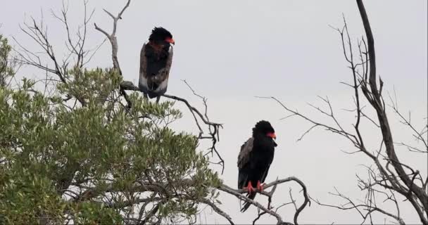 Bateleur Eagle Terathopius Ecaudatus Paar Auf Baumkrone Masai Mara Park — Stockvideo