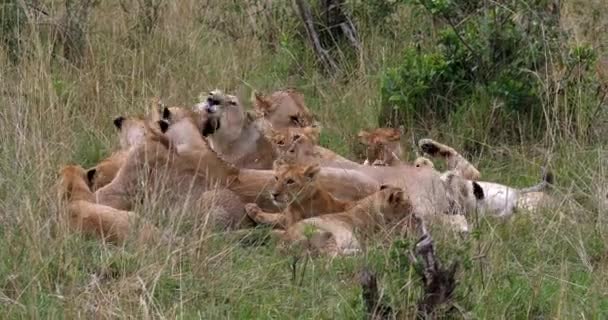 Leão Africano, Masculino caminhando pela savana — Vídeo de Stock