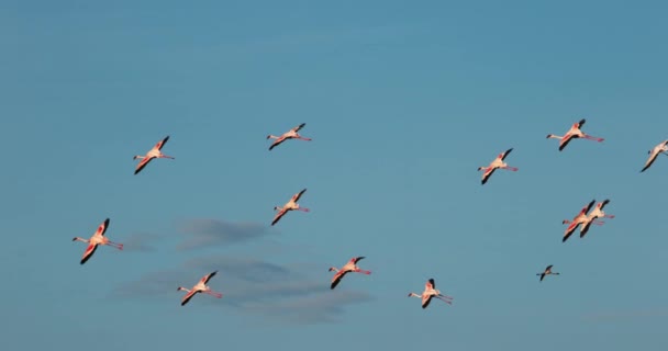 Kisebb Flamingók Phoenicopterus Kisebb Csoport Repülés Gyarmat Bogoria Kenya Lassú — Stock videók
