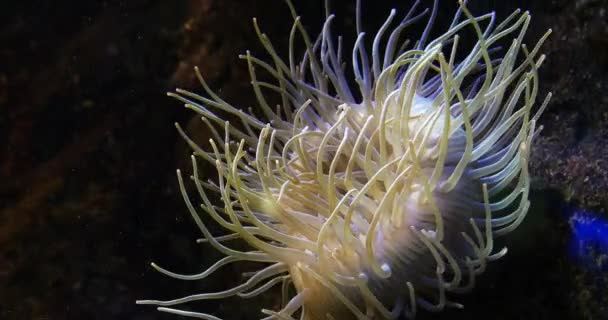海海葵 实时4K — 图库视频影像