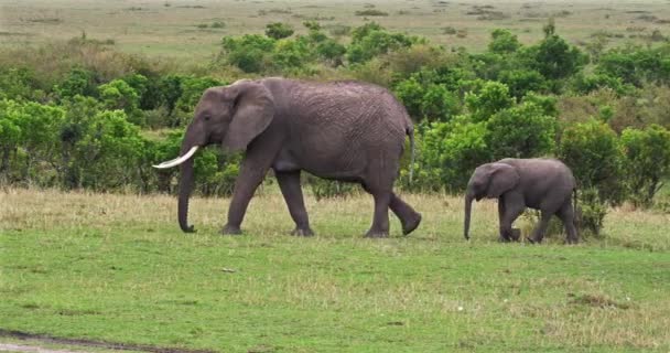 Elefantes Africanos Loxodonta Africana Caminata Madre Ternera Masai Mara Park — Vídeo de stock