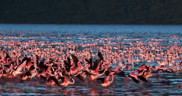 Flamencos Menores Phoenicopterus Minor Grupo Vuelo Despegue Del Agua Colonia — Vídeos de Stock