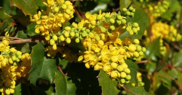 Hollyleaved Berberisfamilie Bloei Mahonia Een Tuin Normandië Realtime — Stockvideo