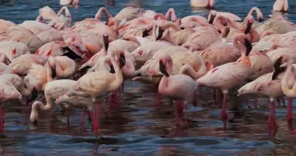 Menor Flamingo Phoenicopterus Minor Colônia Lago Bogoria Quênia Tempo Real — Vídeo de Stock