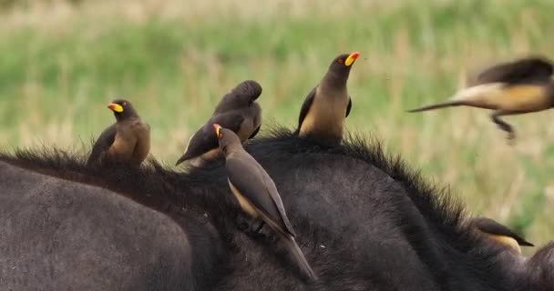 African Buffalo Syncerus Caffer Adult Yellow Billed Oxpecker Buphagus Africanus — Stock Video