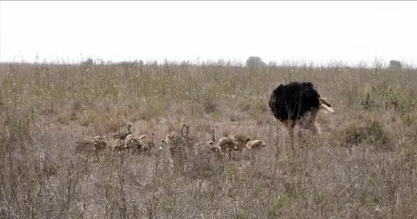 Ostrichs, struthio camelus, mâle et poussins marchant à travers Savannah, parc national de Nairobi au Kenya, en temps réel 4K 