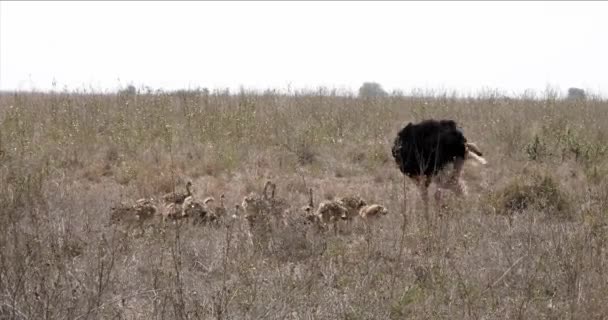 Struzzi Struthio Camelus Maschio Pulcini Che Camminano Attraverso Savannah Parco — Video Stock