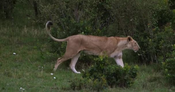 Leone africano, maschio che cammina attraverso Savanna — Video Stock