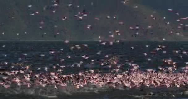 Mindere Flamingos Phoenicopterus Mineur Groeperen Vlucht Kolonie Aan Bogoria Meer — Stockvideo