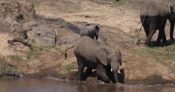 Африканские Слоны Loxodonta Affa Парк Масаи Мара Кении Реальное Время — стоковое видео