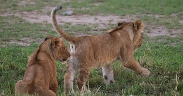 Africký lev, muž procházel savany — Stock video
