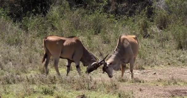 Kap Eland Taurotragus Oryx Männchen Kämpfen Nairobi Park Kenia Masai — Stockvideo