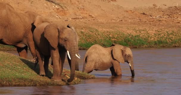 Αφρικανικοί Ελέφαντες Loxodonta Africana Ομάδα Πόσιμο Νερό Στο Ποτάμι Samburu — Αρχείο Βίντεο