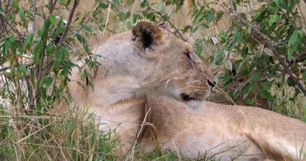 Afrikanska lejon, hane går genom Savanna — Stockvideo