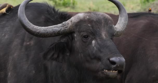 African Buffalos Syncerus Caffer Portrait Adult Who Ruminates Masai Mara — Stock Video