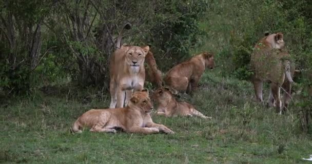 Afrikanischer Löwe, Männchen läuft durch Savanne — Stockvideo