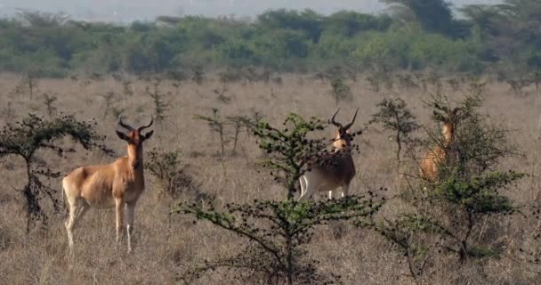 Hartebeests Alcelaphus Buselaphus Rebaño Pie Savanna Masai Mara Park Kenia — Vídeo de stock