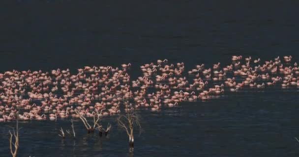 Lesser Flamingo Phoenicopterus Minor Colony Bogoria Lake Kenya Real Time — стоковое видео