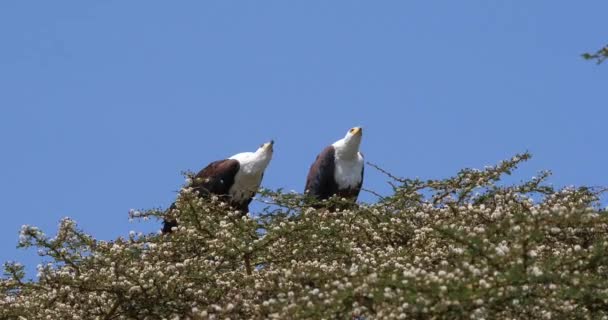 Afrikaanse Vis Eagles Haliaeetus Vocifer Paar Zingen Top Van Boom — Stockvideo