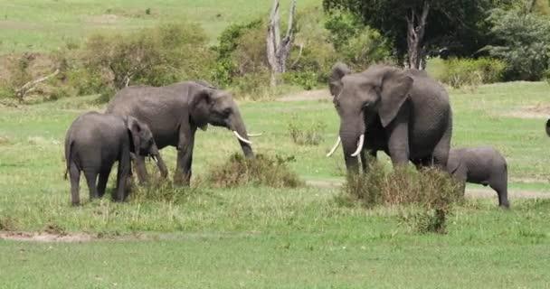 Słonie Afrykańskie Loxodonta Africana Grupa Jedzenie Bush Parku Masai Mara — Wideo stockowe