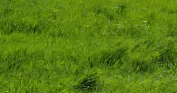 Довгій Траві Вітрі Нормандії Франції Реального Часу — стокове відео