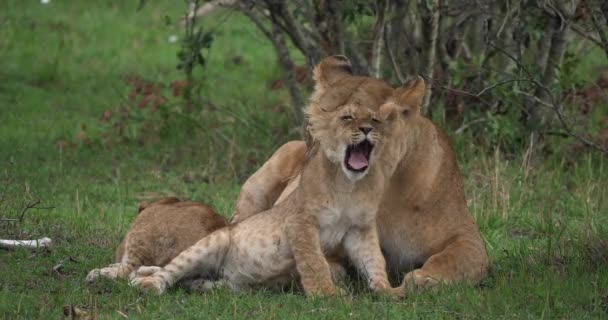 Африканский лев, мужчина, идущий через Саванну — стоковое видео