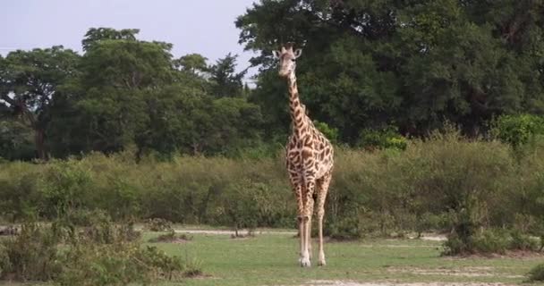 Masai Giraffe Girafa Camelopardalis Tippelskirchi Adulto Savanna Masai Mara Park — Vídeo de Stock