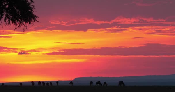 Pôr Sol Savannah Masai Mara Park Quênia Tempo Real — Vídeo de Stock