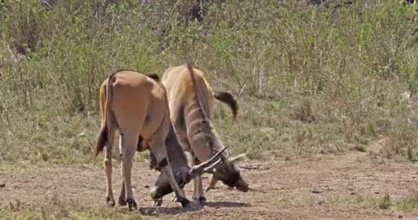Cape Eland Taurotragus Oryx Hanar Slåss Nairobi Park Kenya Masai — Stockvideo