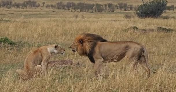 Lwa afrykańskiego, mężczyzna przechodząc przez Savanna — Wideo stockowe