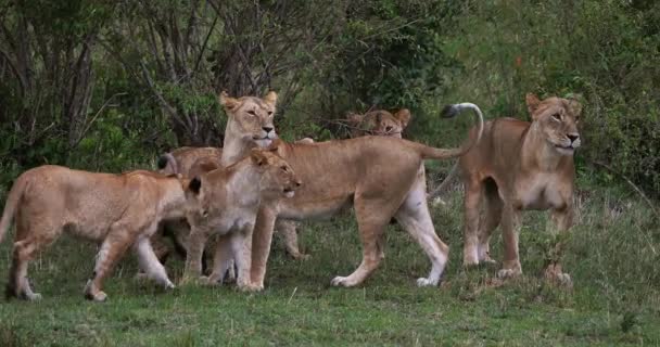 African Lion, Male walking through Savanna — Stock Video