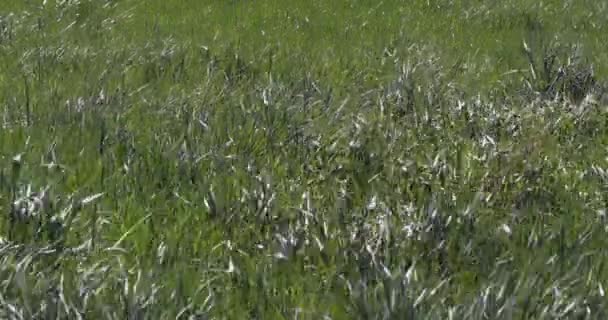 长草在风中 诺曼底在法国 实时4K — 图库视频影像