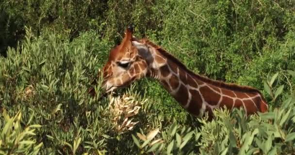 Girafe Réticulée Girafe Camelopardalis Reticulata Feuilles Alimentaires Pour Adultes Parc — Video