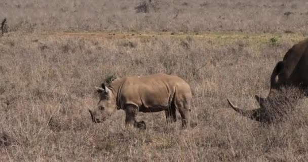 ホワイト Ceratotherium 母および子牛 リアルタイム ケニアのナイロビ公園 — ストック動画