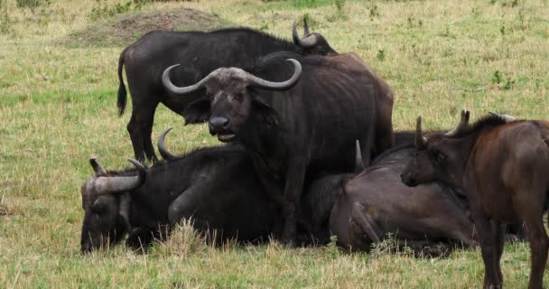 Afrických Buvolů Syncerus Caffer Skupiny Odpočívá Park Masai Mara Keni — Stock video