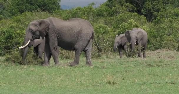 Elefanti Africani Loxodonta Africana Gruppo Nel Bush Masai Mara Park — Video Stock