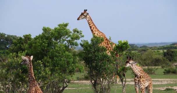 Masai Giraffes Giraffa Camelopardalis Tippelskirchi Группа Стоящая Саванне Парк Масаи — стоковое видео