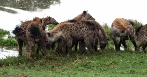 Spotted Hyenor Crocuta Crocuta Gruppera Stående Vid Dammen Masai Mara — Stockvideo