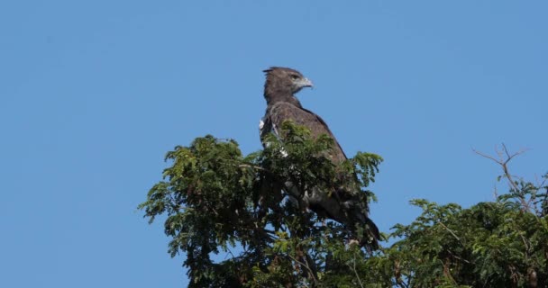Águila Marcial Polemaetus Bellicosus Adulto Encaramado Parte Superior Del Árbol — Vídeo de stock