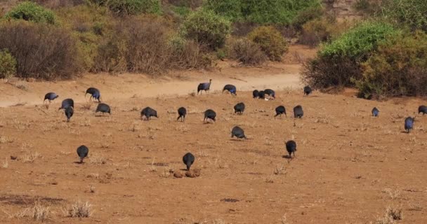 Keselyűfejű Guineafowls Acryllium Vulturinum Csoport Samburu Park Kenyában Valós Időben — Stock videók