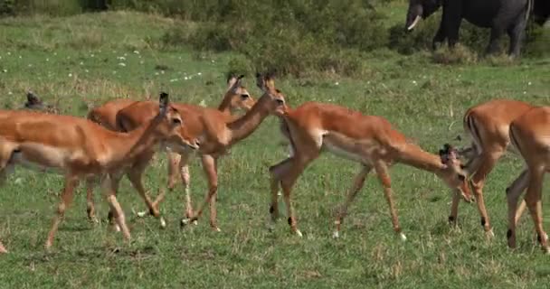 黑斑羚 Aepyceros Melampus 女性群 肯尼亚马赛马拉公园 实时4K — 图库视频影像